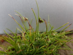 Isolepis levynsiana