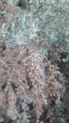 Atriplex lentiformis