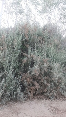 Atriplex lentiformis