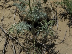 Chaenactis artemisiifolia