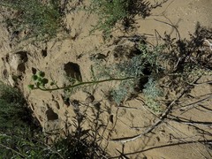 Chaenactis artemisiifolia