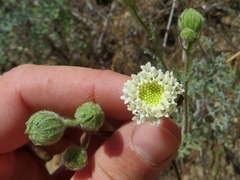 Chaenactis artemisiifolia