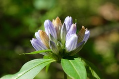 Gentiana decora