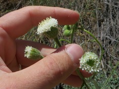 Chaenactis artemisiifolia