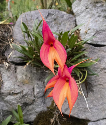 Masdevallia veitchiana