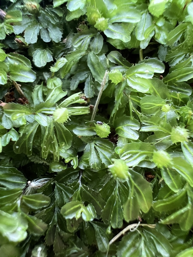 Hymenophyllum minimum