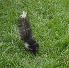 Hooded Skunk photo 4
