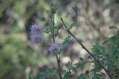 Mimosa monancistra