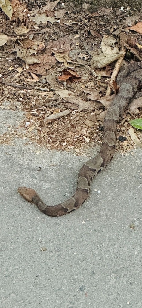 Eastern Copperhead from Soldier Rd, Charlotte, NC, US on December 4 ...