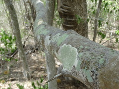 Bursera excelsa