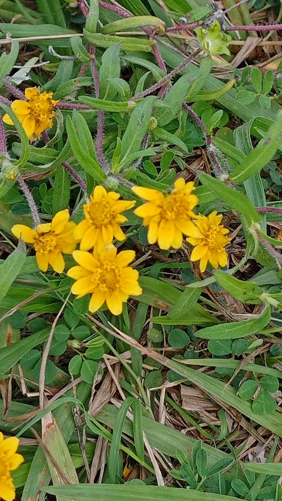 Melampodium americanum