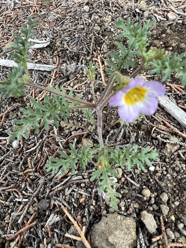 Leiberg's Phacelia (Phacelia leibergii)