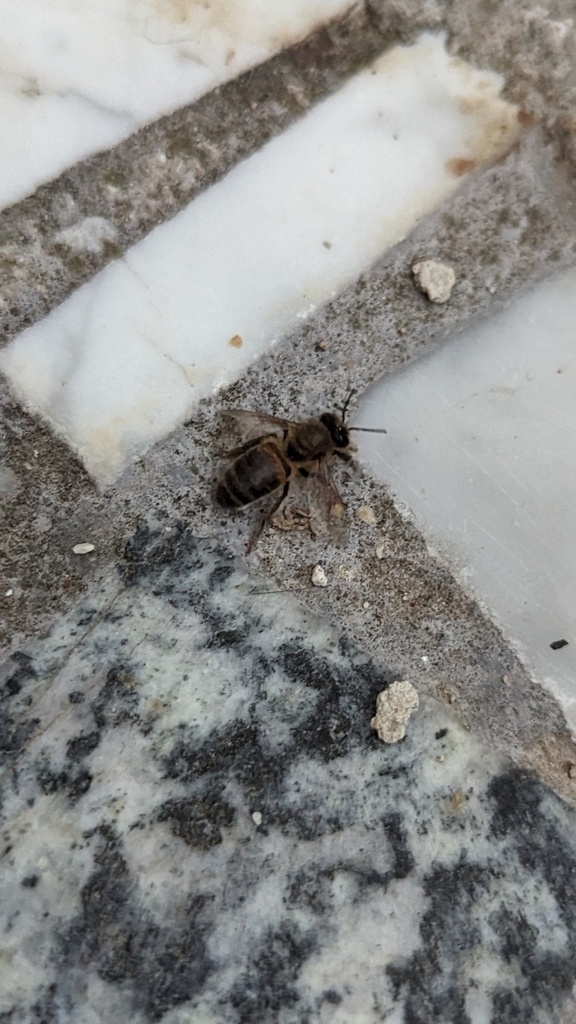 Western Honey Bee from 66032 Castel Frentano, Province of Chieti, Italy ...