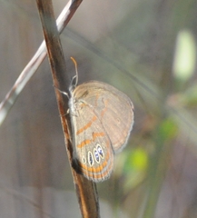 Neonympha helicta