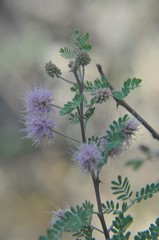 Mimosa monancistra