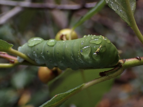 iNaturalist observation photo of Pale Swallowtail