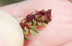 Synchytrium papillatum