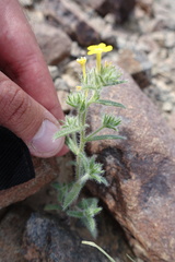 Arnebia hispidissima