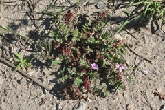 Synchytrium papillatum