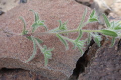 Arnebia hispidissima