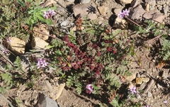 Synchytrium papillatum