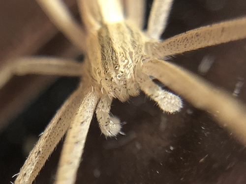 Slender Crab Spiders