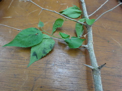 Maclura tinctoria