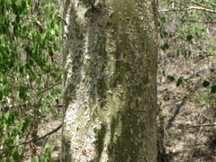 Maclura tinctoria