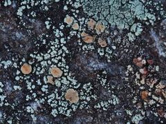 Rhizoplaca subdiscrepans