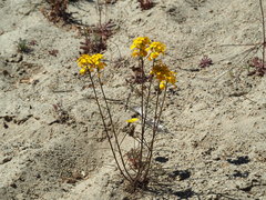 Erysimum teretifolium