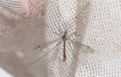 Tipula atrisumma