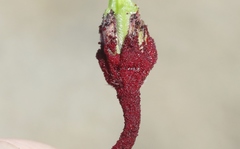 Synchytrium papillatum