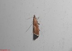 Dichrorampha acuminatana