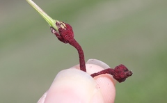 Synchytrium papillatum