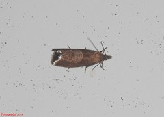 Dichrorampha acuminatana