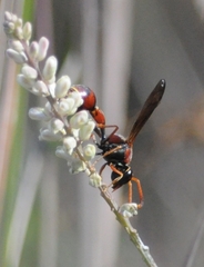 Eumenes smithii