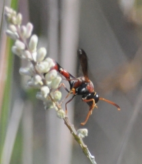 Eumenes smithii