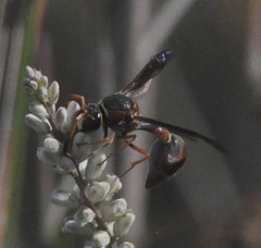 Eumenes smithii