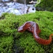Red and Mud Salamanders - Photo (c) Gray Catanzaro, some rights reserved (CC BY-NC), uploaded by Gray Catanzaro