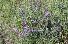 Lupinus excubitus austromontanus