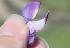 Lupinus excubitus austromontanus