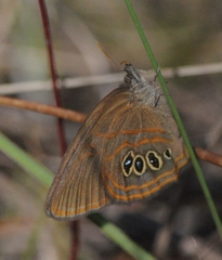 Neonympha helicta