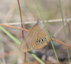Neonympha helicta