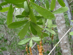 Quadrella indica