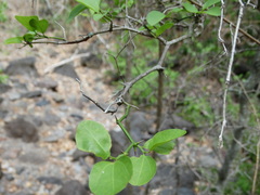 Sarcomphalus amole