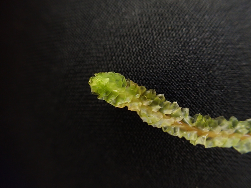 Image of Barbilophozia lycopodioides by (c) Aiva Noringseth, some rights reserved (CC BY)