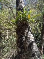 Epidendrum cilioccidentale