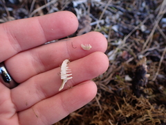 Bay Ghost Shrimp (Neotrypaea californiensis) · iNaturalist Canada