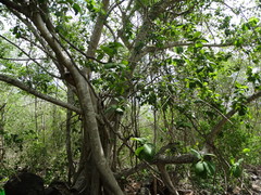 Ficus cotinifolia