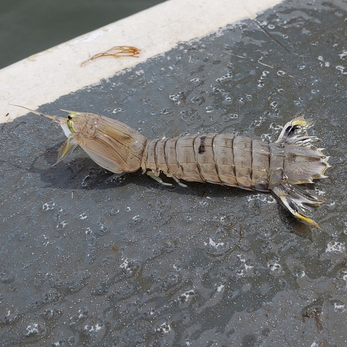 Squilla empusa